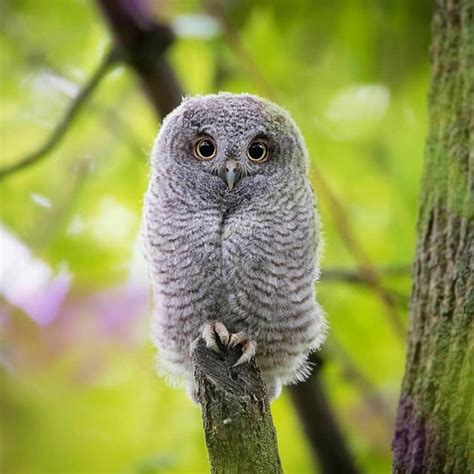 Fluffy baby owl : r/aww