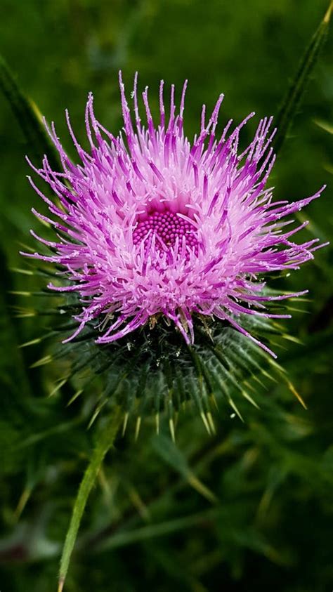 Purple Flowering Scottish Thistle Weed in Garden Growing Wild Stock ...