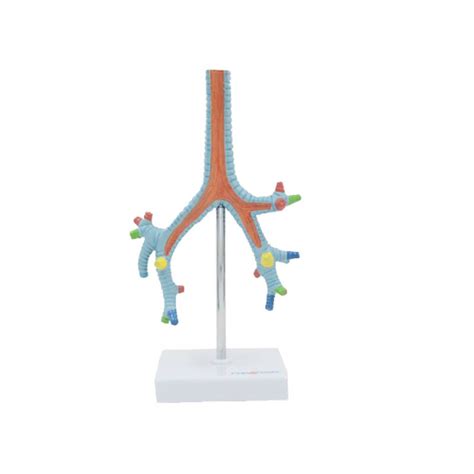 Buy Bronchopulmonary Laryngo Larynx Anatomical Model Human Larynx And