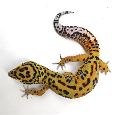 Clown X Red Stripe Leopard Gecko By Wildcard Geckos Morphmarket