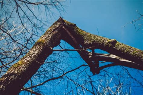 Free Images Wood Tree Branch Twig Woody Plant Sky Azure