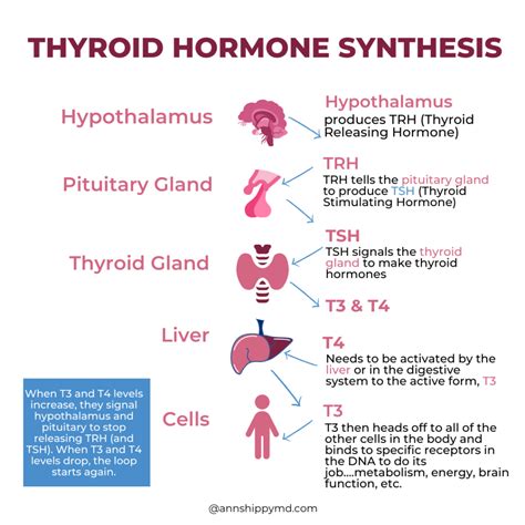 Functional Medicine Approach To Hypothyroidism And Hashimotos