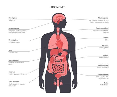 Premium Vector | Hormones in human body