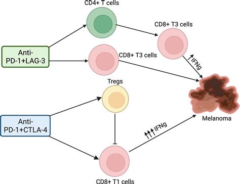 Study Key Mechanisms Of Action Differences In Immune Checkpoint