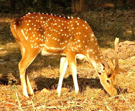 Pench (Pench National Park): A delight to wildlife lover – Bhavya ...