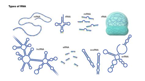 Types Of Rna And Their Functions Bioquestonline