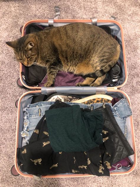 Southwest Airlines Pet Policy for Cats and Dogs [2023]