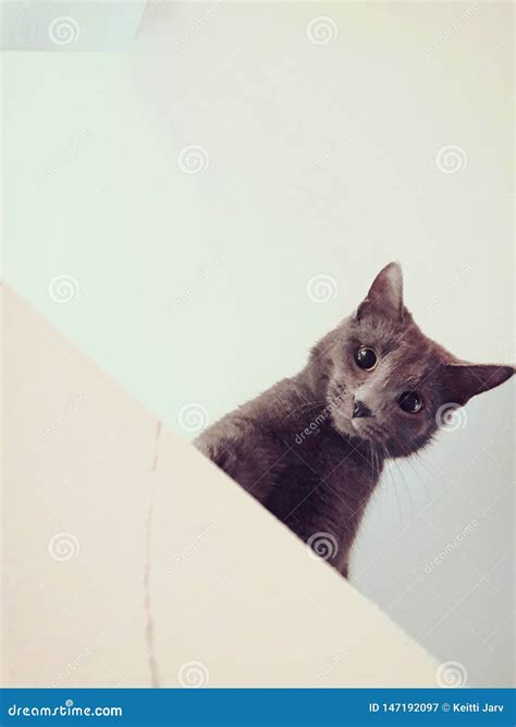 The cat is looking down stock image. Image of animals - 147192097