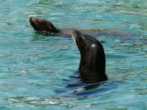 Lobo Marino Características Hábitat Qué Come