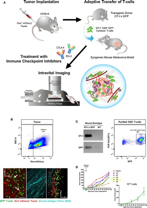 Frontiers Intravital Imaging Of Adoptive T Cell Morphology Mobility