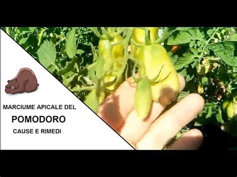 Marciume Apicale Dei Pomodori Prevenzione Cause E Soluzioni Youtube