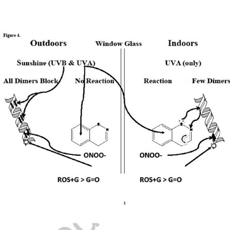 PDF Cutaneous Malignant Melanoma Incidences Analyzed Worldwide By Sex