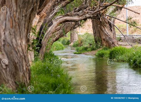 Oasis in the desert stock image. Image of iran, trees - 100282907