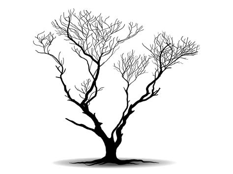 Black Branch Tree Or Naked Trees Silhouettes Hand Drawn Isolated Illustrations Vector