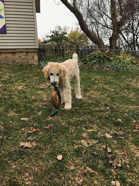 Pheasant hunter in training, Penny the Standard Poodle | Standard poodle, Dog cat, Beautiful