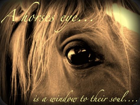 Horse Eye Quotes. QuotesGram