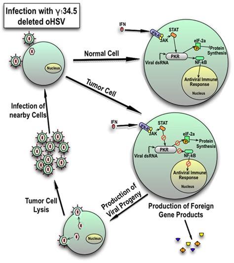 Cellular Response Of Normal Cells And Tumor Cells To Infection With