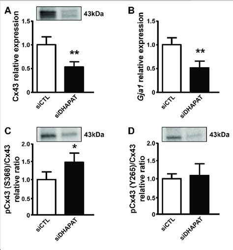 Plasmalogen Depletion Impacts Cx43 Expression In Primary Müller Cells