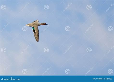 Green-Winged Teal Flying in a Cloudy Sky Stock Photo - Image of flight, nature: 31146664