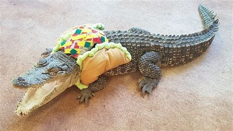 Meet Stampy The Quirky NT Crocodile Who Likes To Dress Up With Tacos