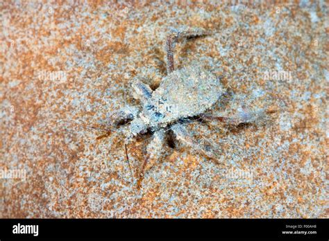 Masked hunter bug, Fly bug (Reduvius personatus), nymph, Germany Stock ...