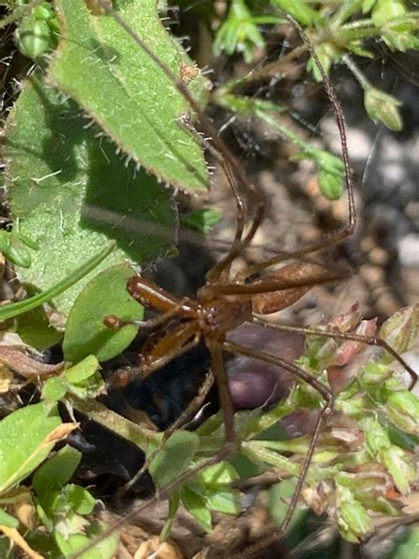 Help identifying this spider : r/spiders 