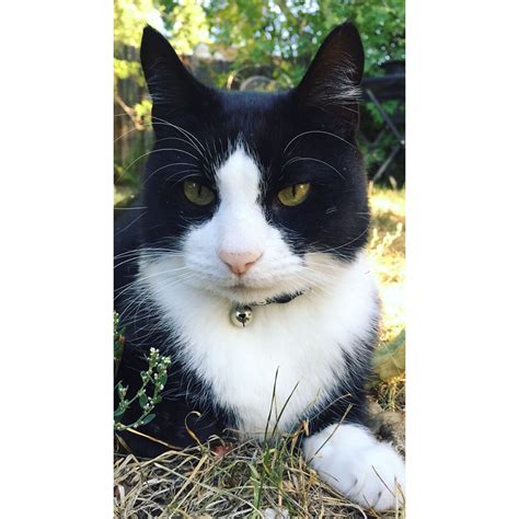 Oreo Cookie Cat Oreo Cookies Cats Photography Animals Instagram