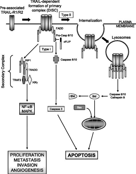 TRAIL R1 2 Mediated Signaling Pathways Model Of TRAIL R1 2 Signaling