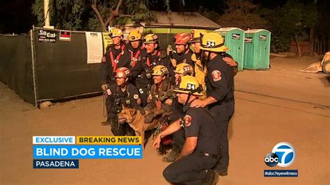 Southern California Firefighters Rescue Blind Dog That Fell Into 15