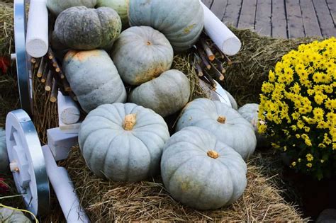 A Complete Guide to Pumpkin Varieties - Minneopa Orchards