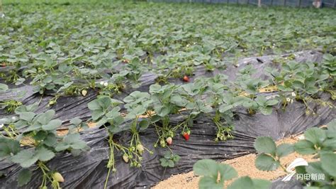 东营广饶：头茬草莓抢“鲜”上市 个大味美供不应求