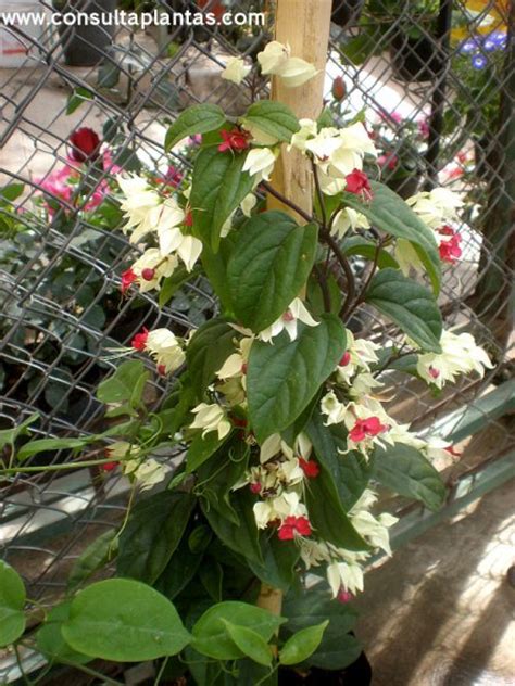 Clerodendrum Thomsoniae O Clerodendro Africano Cuidados