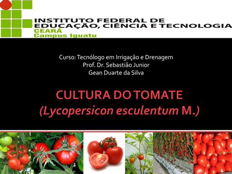 Pdf Cultura Do Tomate Dokumen Tips