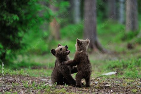 brown bear cubs playing  bear meets fox image