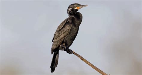 Neotropic Cormorant Identification All About Birds Cornell Lab Of Ornithology