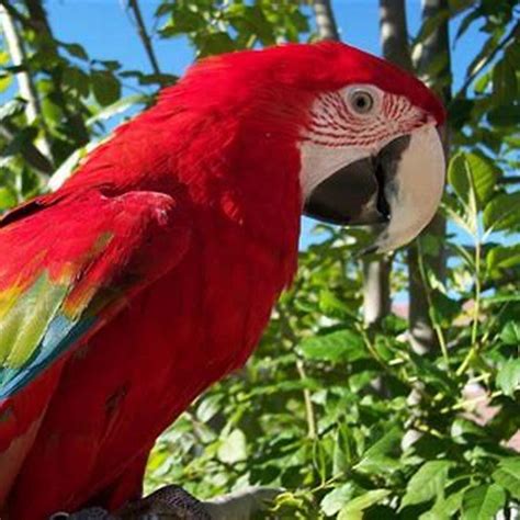 What do tropical parrots eat? - DIY Seattle