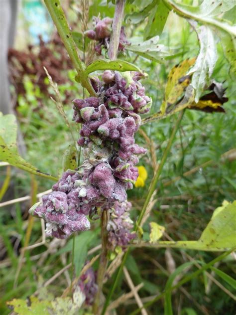 Gall Mugwort Doncaster Naturalists Society