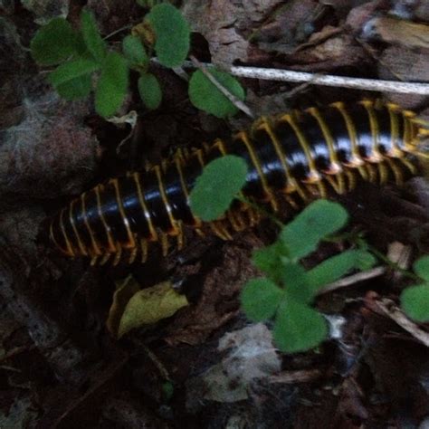 North American Millipede Project Noah