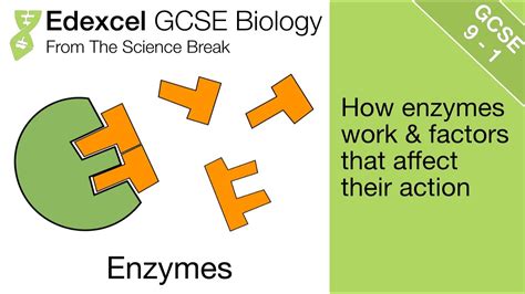 Edexcel Gcse Science And Biology Enzymes And Factors Affecting