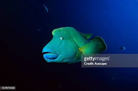 Humphead Maori Wrasse Photos And Premium High Res Pictures Getty Images