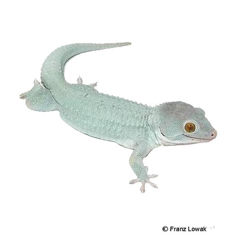 Tokay Gecko Powder Blue Gekko Gecko Pet Wiki