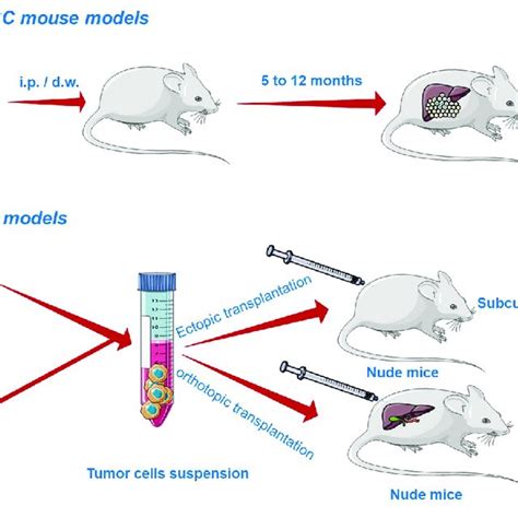 Chemically Induced And Xenograft Mouse Models Of Hcc This Image Download Scientific Diagram