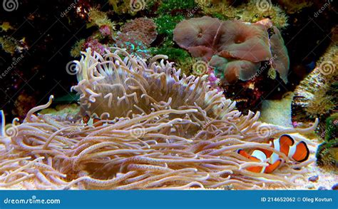 Male And Female Clown Fish Anemonefish Amphiprion Ocellaris Swim Among