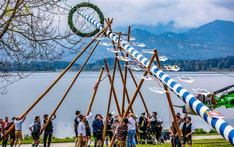 Maibaum aufstellen 2022 im Allgäu Tradition in Bayern Maibaum klauen