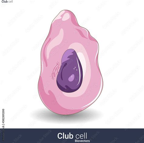 structure of club cell also known as Clara cells of respiratory system vector illustration Stock ...