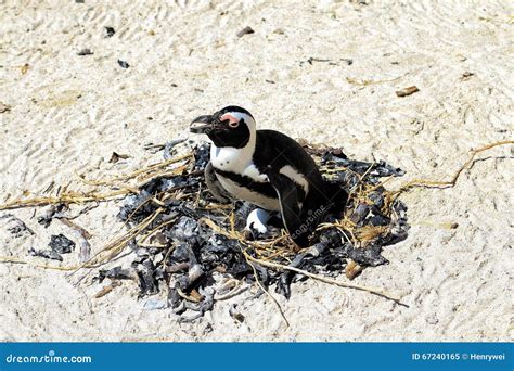 The penguins are hatching stock image. Image of smile - 67240165