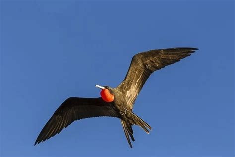 Photo Mug Of Adult Male Magnificent Frigatebird