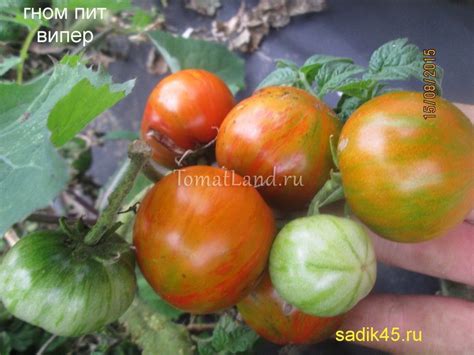 Томат Пит Випер: описание сорта, отзывы, фото | tomatland.ru