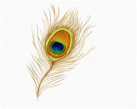 Peacock Feather Drawing Feather Drawing Peacock Feather Drawing