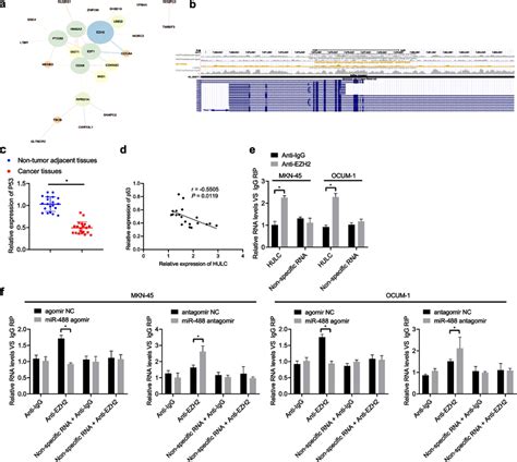 MiR 488 Disrupts The Interaction Between HULC And EZH2 A A PPI Network